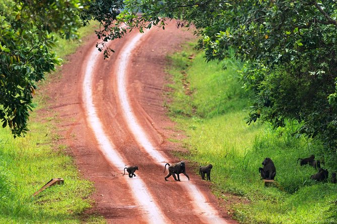 Experience Chimpanzee Trekking in Budongo Forest - How much value do you get for $150?