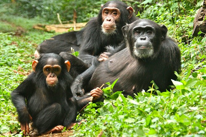 Experience Chimpanzee Trekking in Budongo Forest - Who should book this forest experience?
