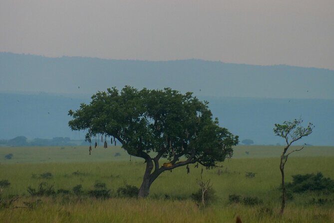Exploring The Mighty Falls In Uganda - Murchison Falls National Park and the Nile