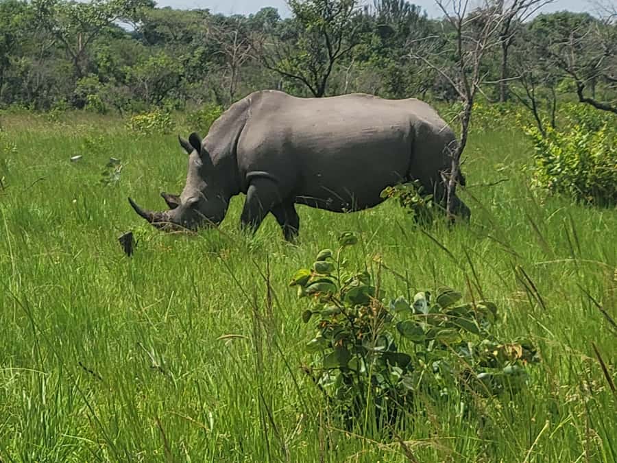 From Kampala: Ziwa Rhino Sanctuary Day Tour with Lunch - Key points to know before you go