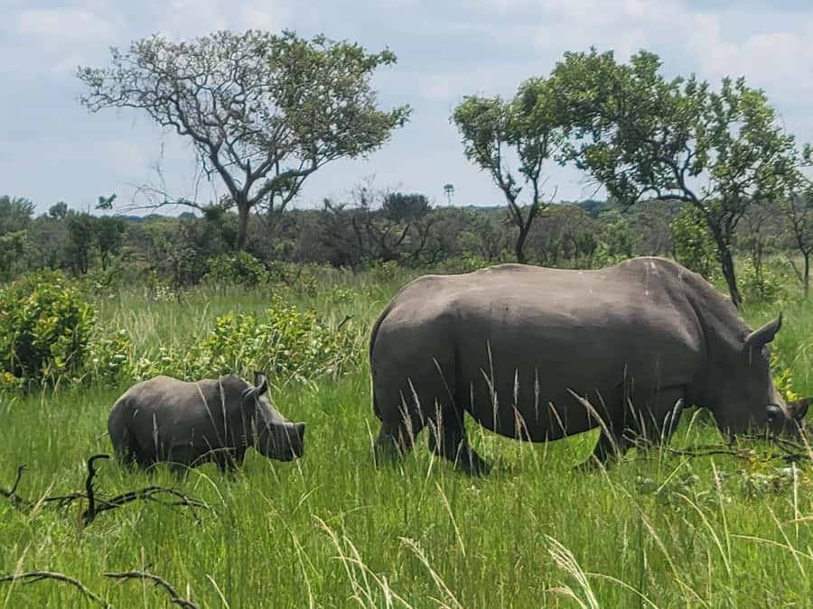 From Kampala: Ziwa Rhino Sanctuary Day Tour with Lunch - Why Ziwa Rhino Sanctuary is worth the long road trip