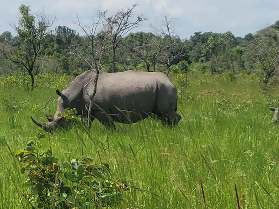 From Kampala: Ziwa Rhino Sanctuary Day Tour with Lunch - Breakfast at a local cafe