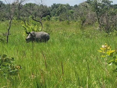 Ziwa Rhino Sanctuary Day Tour with Lunch