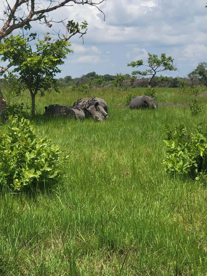 From Kampala: Ziwa Rhino Sanctuary Day Tour with Lunch - The ranger briefing and walking trek