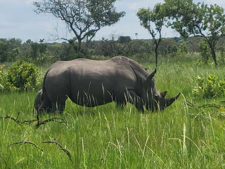 From Kampala: Ziwa Rhino Sanctuary Day Tour with Lunch - Lunch after the trek