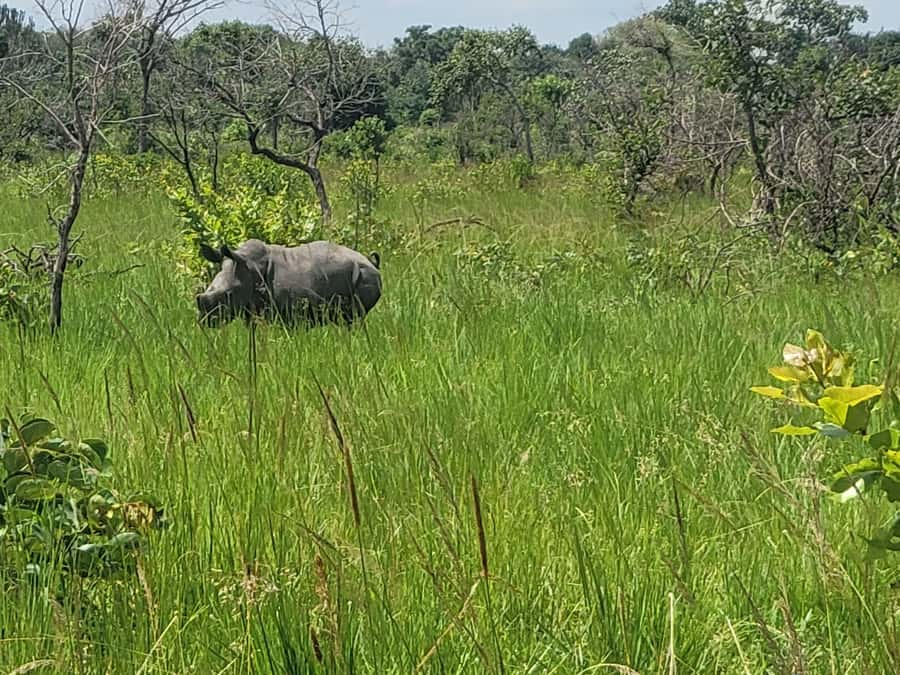 From Kampala: Ziwa Rhino Sanctuary Day Tour with Lunch - The early departure from Kampala or Entebbe