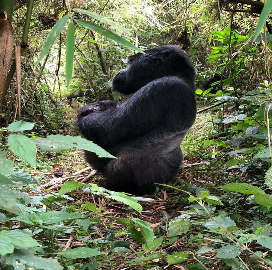 From Kigali: 1-Day Gorilla Trekking in Uganda - Key points at a glance