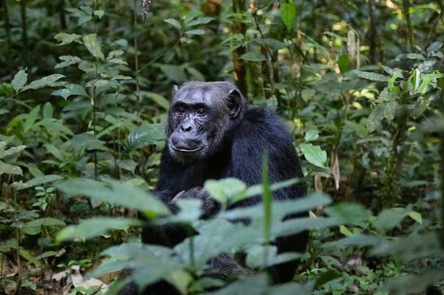 From Kigali: 1-Day Gorilla Trekking in Uganda - Why the gorilla encounter is worth the effort