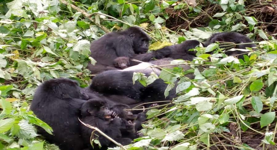 From Kigali: 1-Day Gorilla Trekking in Uganda - Breakfast, customs, and the handoff in Uganda