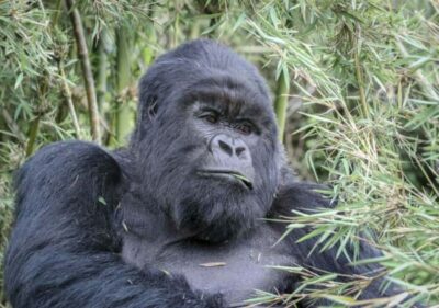 1-Day Gorilla Trekking in Uganda