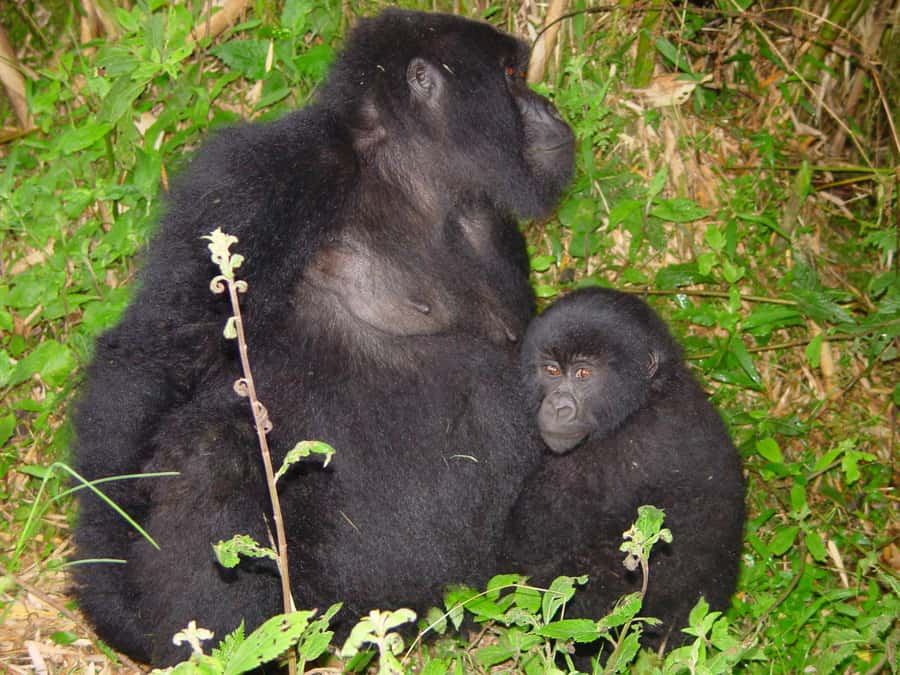 From Kigali: 2-Day Gorilla Trek: Bwindi Nat Park - Day two: the trek begins before breakfast is fully over