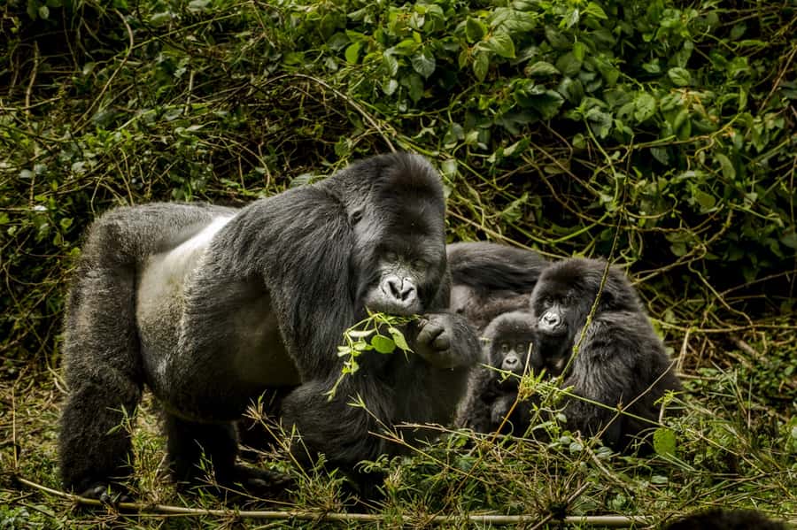 From Kigali: 2-Day Gorilla Trek: Bwindi Nat Park - One hour with a mountain gorilla family