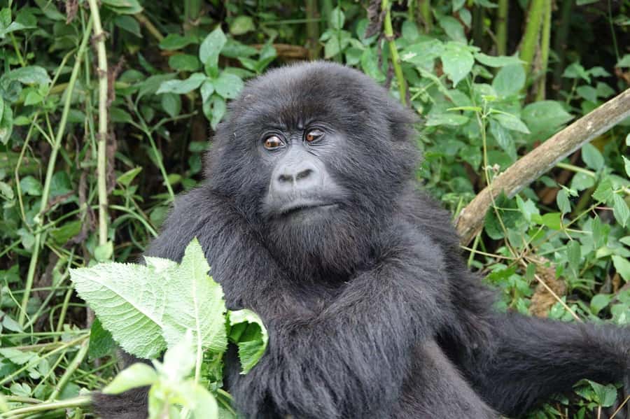 From Kigali: 2-Day Gorilla Trek: Bwindi Nat Park - The long return to Kigali