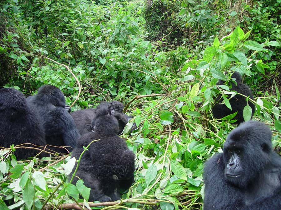 From Kigali: 2-Day Gorilla Trek: Bwindi Nat Park - What the $560 price really means