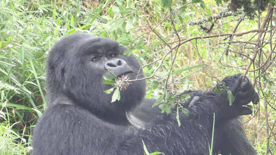 From Kigali: 2-Day Gorilla Trek in Bwindi - Why this two-day route is worth considering