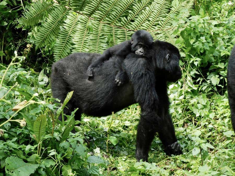 From Kigali: 2-Day Gorilla Trek in Bwindi - The overnight stop and what full board really covers