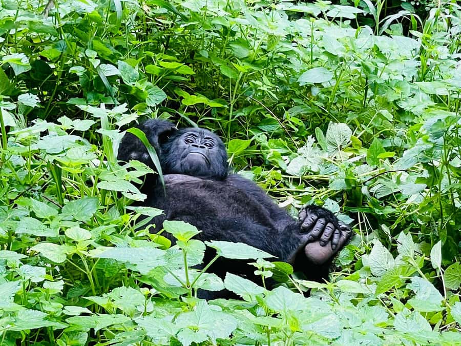 From Kigali: 2-Day Gorilla Trek in Bwindi - Day two: the route into Bwindi Forest