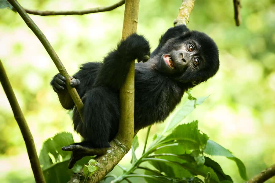 From Kigali: 2-Day Gorilla Trek in Bwindi - The guide and group setup