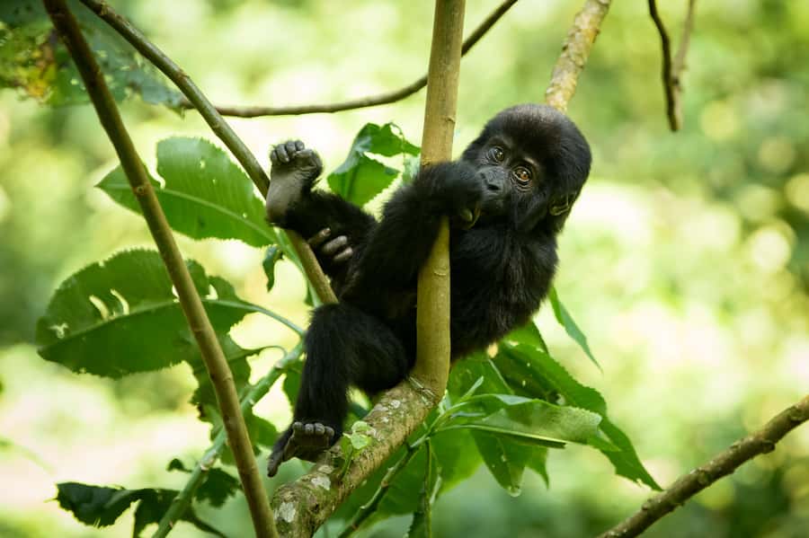 From Kigali: 2-Day Gorilla Trek in Bwindi - Who should book this trip?