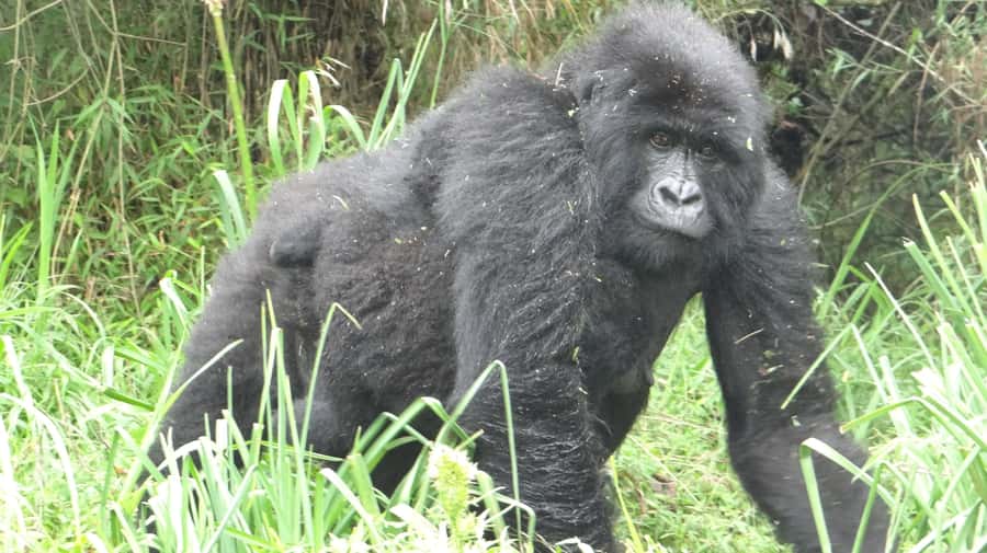 From Kigali: 2-Day Gorilla Trek in Bwindi - Day one: from Kigali to the Uganda border