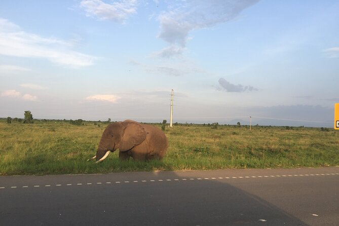 Gorilla & Chimpanzee Trekking in Uganda - 5 Days - What this five-day Uganda safari really delivers