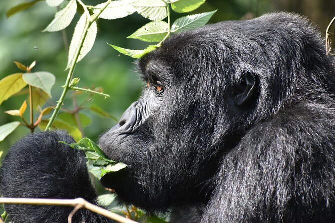 Gorilla & Chimpanzee Trekking in Uganda - 5 Days - Day 5: The long return to Kampala or Entebbe