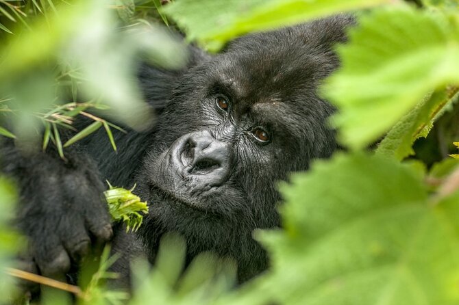 Gorilla Safari Holiday - From Entebbe to Kampala on Day One