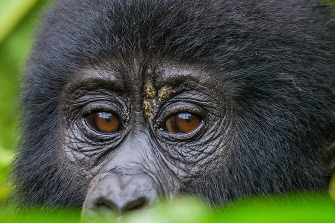 Gorilla Safari Holiday - Flying to Kisoro and Reaching Bwindi