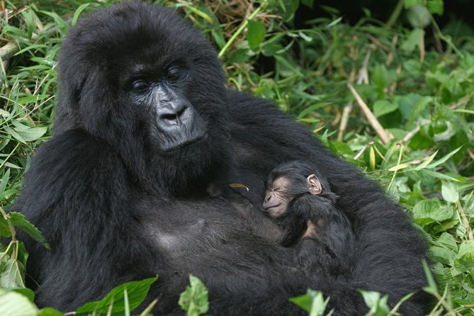 Gorilla Tracking & Batwa Culture Experience - Why this three-day Uganda trip is special