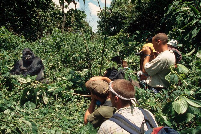 Gorilla Tracking & Batwa Culture Experience - The Batwa visit is more than an evening add-on