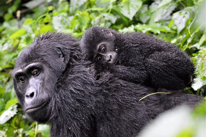Gorilla Tracking & Batwa Culture Experience - Day 3: Kabale views, Mbarara lunch, and the return to Kampala