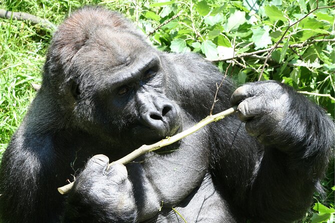 Gorilla Tracking & Batwa Culture Experience - Is $2,840 a fair price?