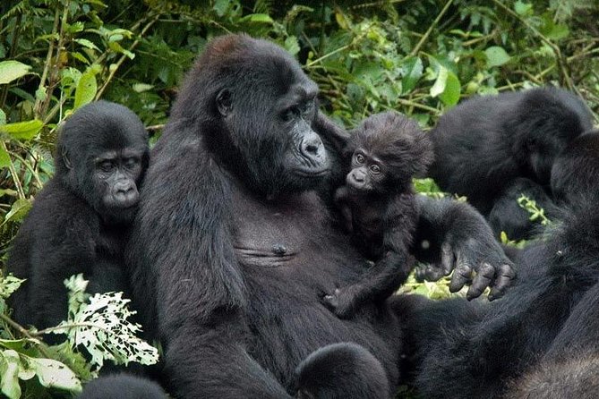 Gorilla Tracking & Batwa Culture Experience - How demanding is the trek?