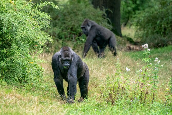 Gorilla Tracking & Batwa Culture Experience - Who should book this experience?