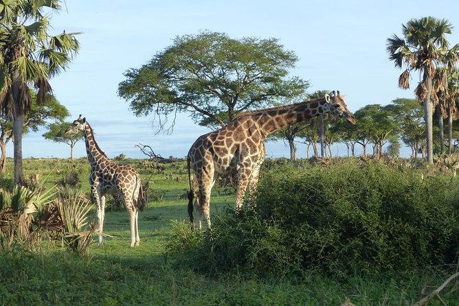 Gorilla trekking - Why this three-day Uganda trip works