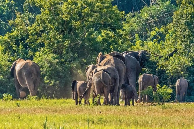 Guided Safari to Murchison Falls from Masindi - From Masindi to Uganda’s most forceful waterfall