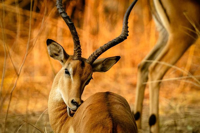 Guided Safari to Murchison Falls from Masindi - The two-day rhythm: sunset, sunrise, and a night away