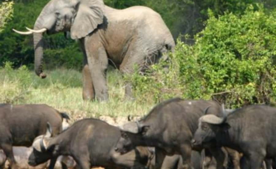 Kampala: 3-Day Murchison Falls Safari - What makes this Murchison Falls safari worth considering