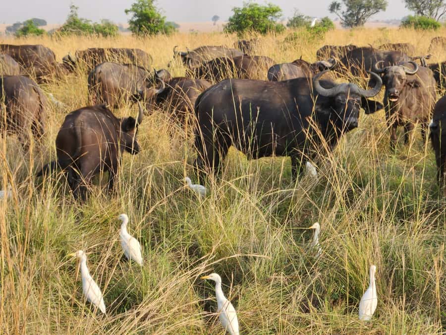 Kampala: 3-Day Murchison Falls Safari - Morning game drive across the Victoria Nile