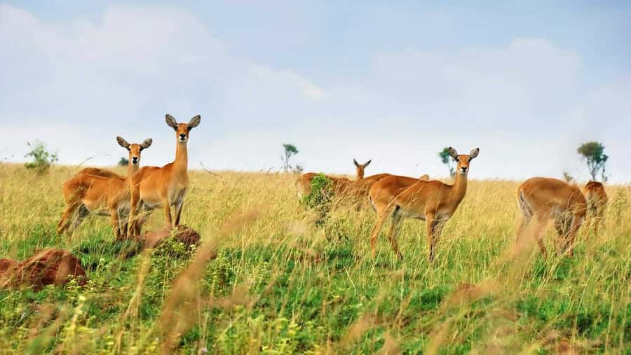 Kampala: 3-Day Murchison Falls Safari - Reaching the top of Murchison Falls