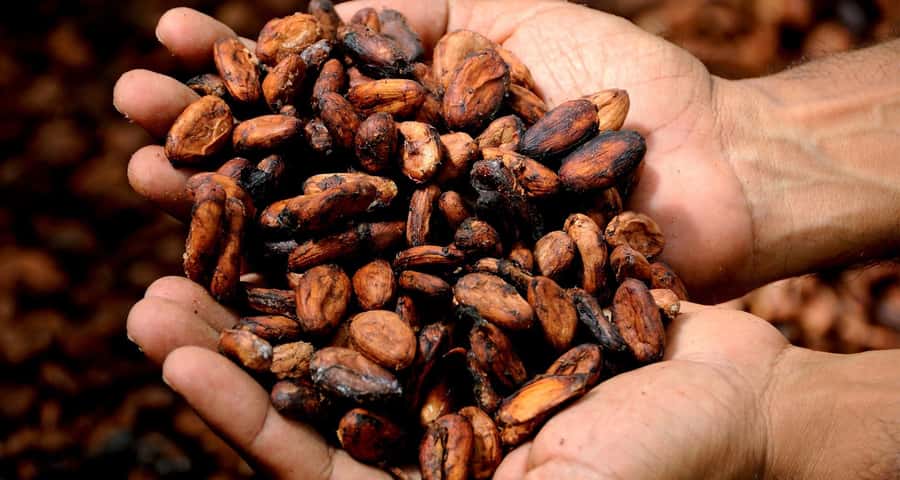 Kampala: Hands-On Chocolate Making Experience - Starting with a fresh cocoa pod
