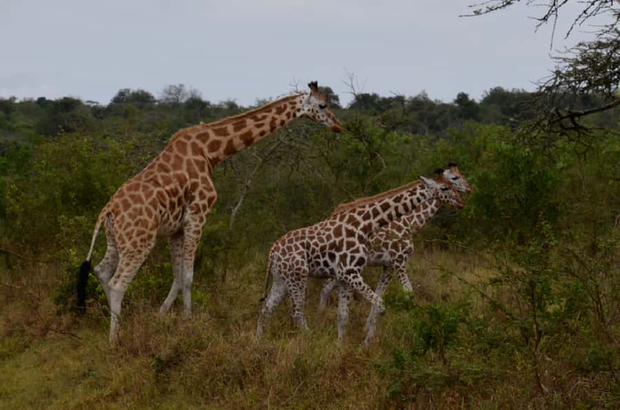 Lake Mburo National Park with Equator, Game Drive & Cruise - Why Lake Mburo works for a one-day safari