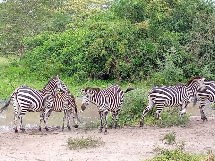 Lake Mburo National Park with Equator, Game Drive & Cruise - Two hours on Lake Mburo
