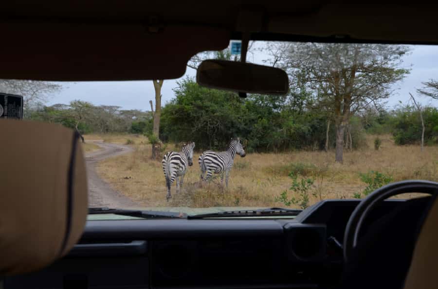 Lake Mburo National Park with Equator, Game Drive & Cruise - The best and weakest parts of the guiding