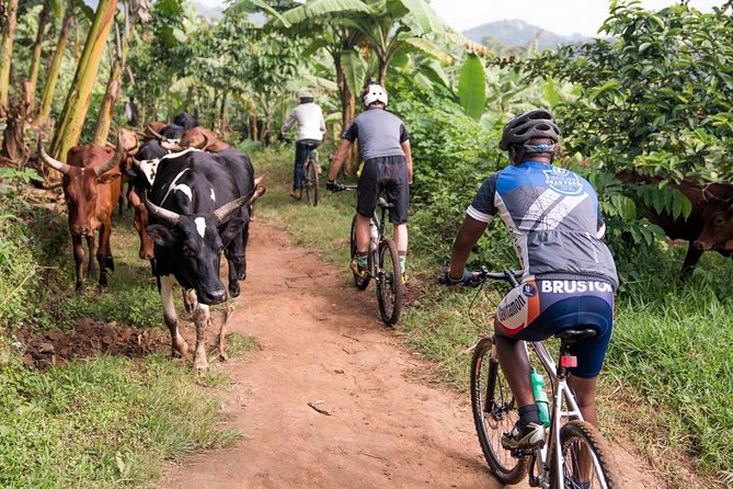 Lake Victoria Island Cycling Tour from Kampala - Bikes, helmets, and the physical effort