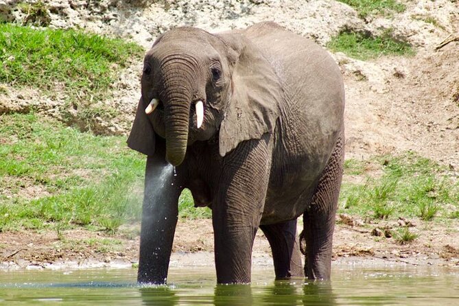 Mambo Gorilla Safaris, is an African based Tour Agency, offering the best ever - Leaving Kampala at 2:30 am