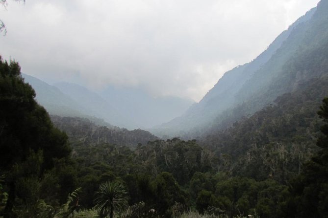 Mountain Rwenzori Trekking Uganda 9 Day Safari - Day 3: Bamboo, boulders, and John Matte Hut