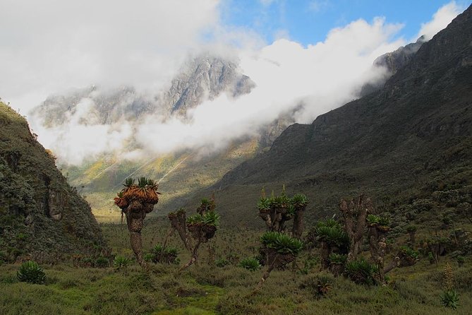 Mountain Rwenzori Trekking Uganda 9 Day Safari - Day 6: Margherita Summit and Kitandara Hut