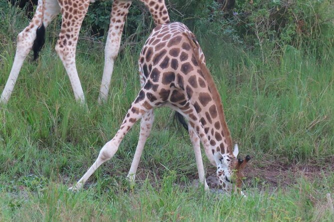 Murchison Falls 2 Days Game Safari (4 people Minimum required) - What the $630 Price Really Gives You