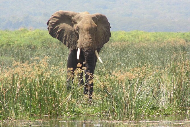 Murchison Falls 2 Days Game Safari (4 people Minimum required) - The Guides Make the Difference